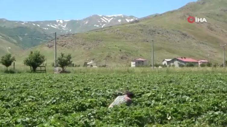 Yonca yerine ekti şimdi paraya para demiyor. Beyin ve kalp sağlığa birebir 8